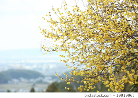 Wax plum of Asaka village Yatsugi in Nara Prefecture Wax plum of Asaka village Yatsugi in Nara Prefecture 19919965