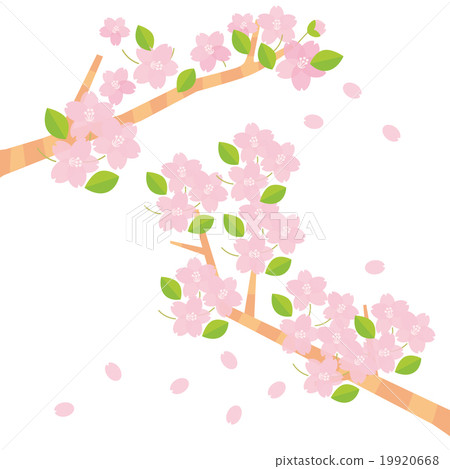 Two branches of cherry blossoms Two branches of cherry blossoms 19920668