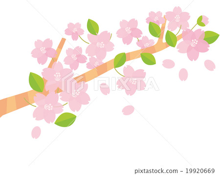 Cherry branch B 19920669