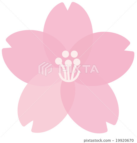 Cherry Blossom Cherry Blossom 19920670