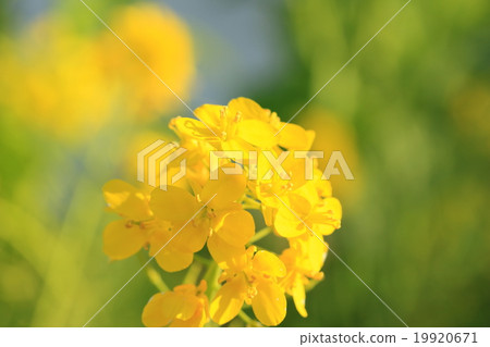 Rape blossoms and blue sky Rape blossoms and blue sky 19920671