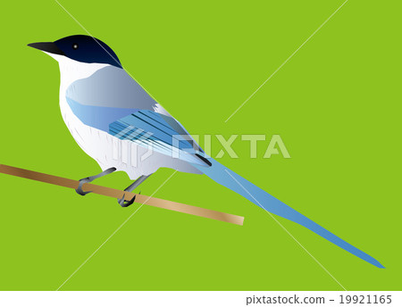 Onaga Onaga 19921165