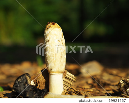 Sasakule Hitoyoshike 19921367