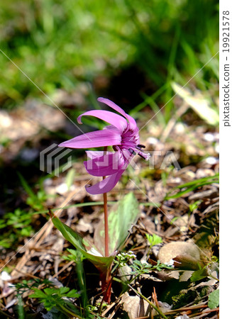 鹿子百合 19921578