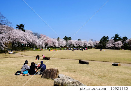 本丸廣場的高岡公園櫻花 19921580