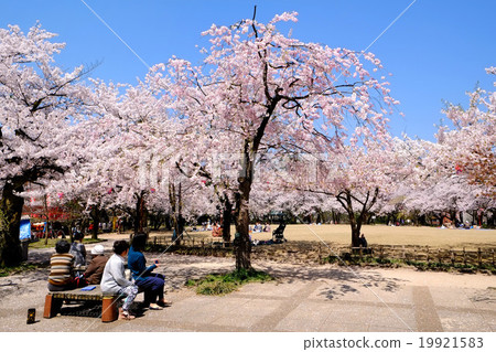 Takaoka Old castle park cherry tree of small bamboo grove Takaoka Old castle park cherry tree of small bamboo grove 19921583