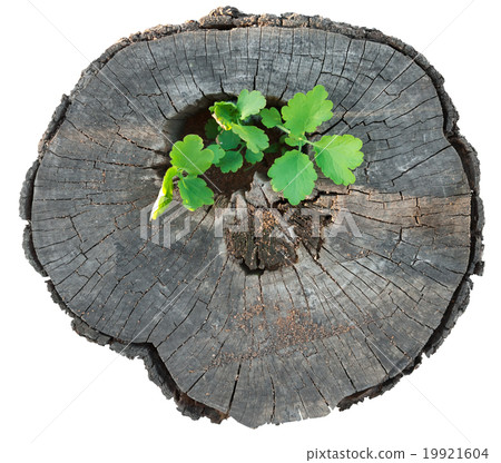 Grass grows from the stump old Grass grows from the stump old 19921604