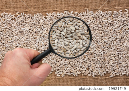 Man's hand with magnifying glass sunflower seed Man's hand with magnifying glass sunflower seed 19921749