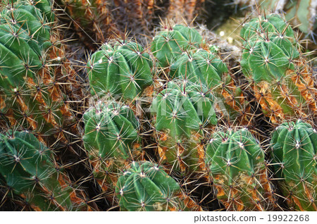 仙人掌·Yufengumaru 19922268