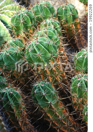 仙人掌·Yufengumaru 19922269