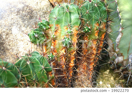 仙人掌·Yufengumaru 19922270