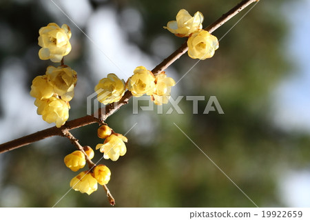 Wakasa of the Kyoto Imperial Palace 19922659