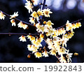 Rowey 19922843