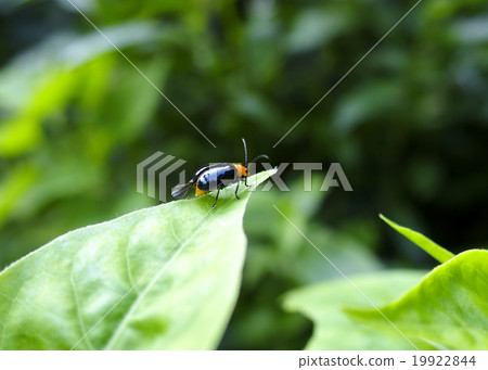  Black clams 19922844