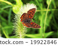 Bennisimi 19922846
