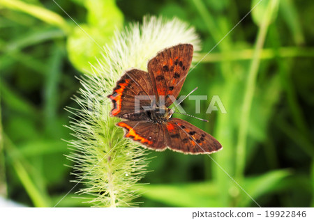 Bennisimi Bennisimi 19922846