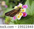 Butterfly Ichimon dyseri 19922848