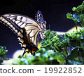 Black whale and parsley 2 19922852