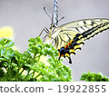 Pierced ears and parsley 19922855