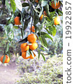 Mandarin orange  19922857