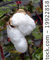 Cotton 19922858