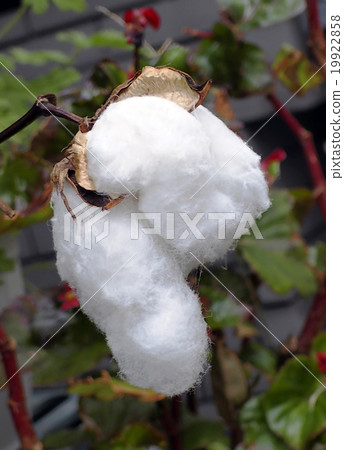 Cotton Cotton 19922858