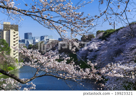 Chidorigafuchi的櫻花 19923321