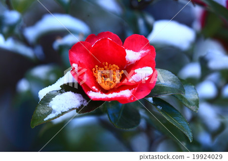 Snow - 2016.1 - 1 Snow - 2016.1 - 1 19924029