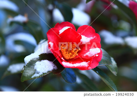 Snow - 2016.1 - 2 19924030