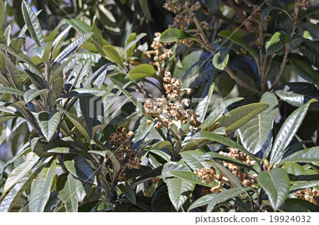 枇杷後(1月) 枇杷後(1月) 19924032