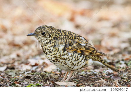 虎斑地鶇 19924047
