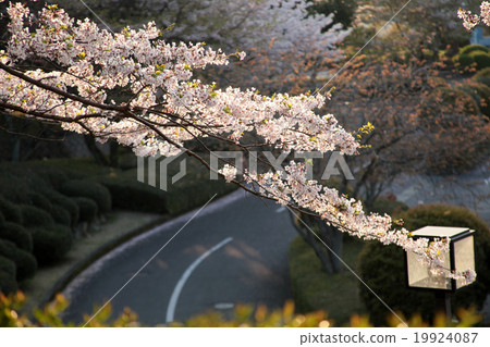 Cherry blossoms and roads 19924087
