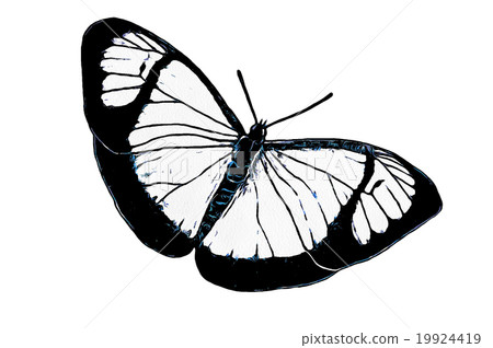 butterfly design 19924419