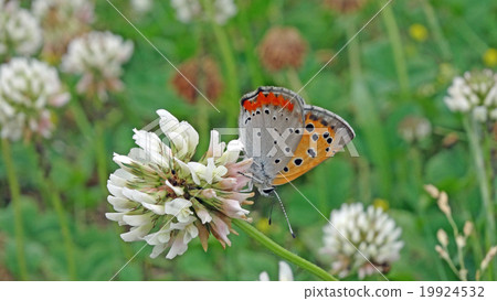 Lycaena phlaeas -003 19924532