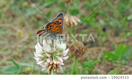 Lycaena phlaeas -004 Lycaena phlaeas -004 19924533