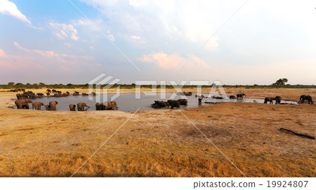herd of African elephants at muddy waterhole herd of African elephants at muddy waterhole 19924807