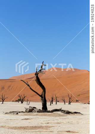 Sossusvlei beautiful landscape of death valley 19924828