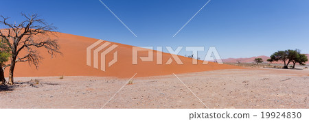 Dune 45 in sossusvlei Namibia with dead tree 19924830