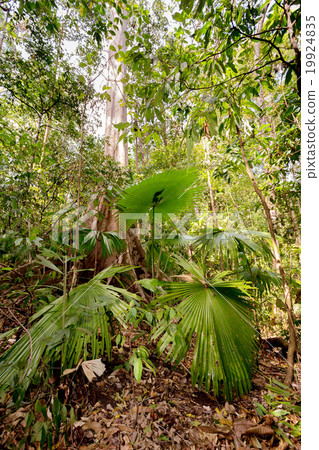 palm leaf in Tangkoko National Park palm leaf in Tangkoko National Park 19924835