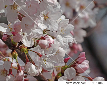 Sakura - 001 Sakura - 001 19924863