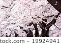 Cherry blossoms and cherry blossoms 19924941