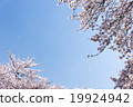 Sky and cherry blizzard 19924942