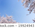 Sky and cherry blizzard 19924943