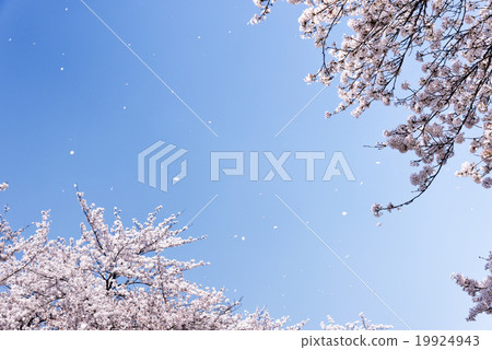 Sky and cherry blizzard Sky and cherry blizzard 19924943