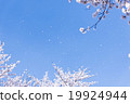 Sky and cherry blizzard 19924944