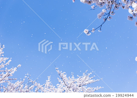 Sky and cherry blizzard Sky and cherry blizzard 19924944