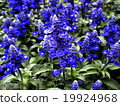 Blue salvia 19924968