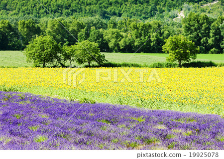 lavender and sunflower fields, Provence, France lavender and sunflower fields, Provence, France 19925078