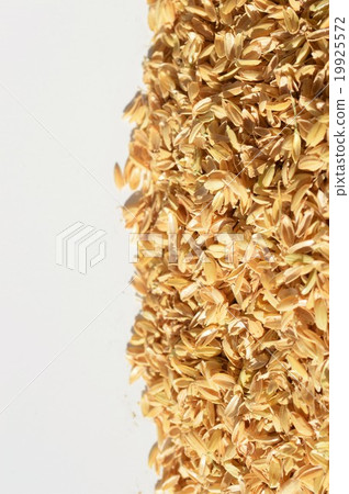Rice husk white background Rice husk white background 19925572