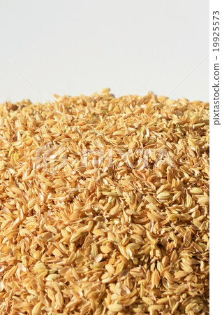 Rice husk white background 19925573